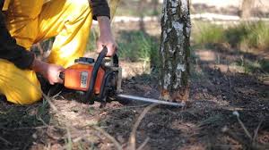 Best Hazardous Tree Removal  in Sam Rayburn, TX