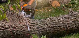 Best Emergency Tree Removal  in Sam Rayburn, TX