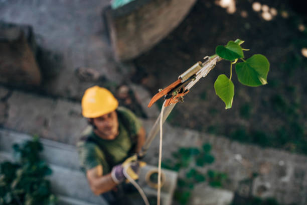 Why Choose Our Tree Removal Services in Sam Rayburn, TX?