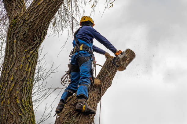 Best Storm Damage Tree Cleanup  in Sam Rayburn, TX