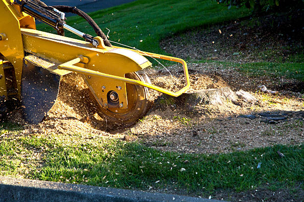 Best Tree Trimming and Pruning  in Sam Rayburn, TX