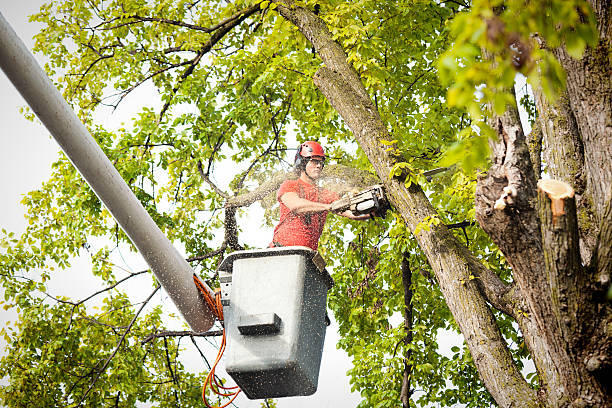 Best Commercial Tree Services  in Sam Rayburn, TX